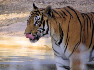 Zwei Brüder – Wunderschöner Tierfilm über 2 Tiger